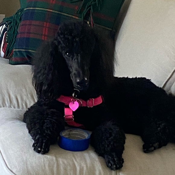 Meet your Posher, Nancy - Picture 1 of 1